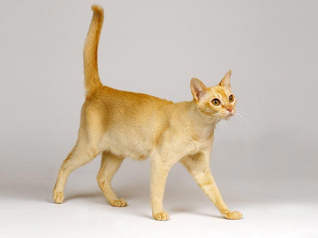 Цейлонська кішка: фото, відео, опис породи, характер, розплідники – Муркотэ про кішок і котів