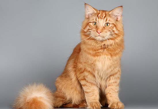 Норвезька лісова кішка: фото, опис породи, характер, відео, ціна – Муркотэ про кішок і котів