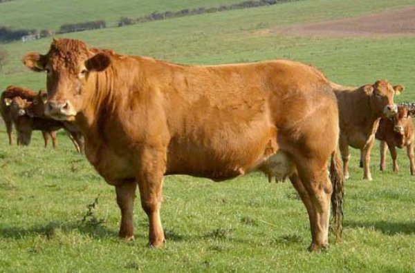 Мясні породи корів: характеристика популярних