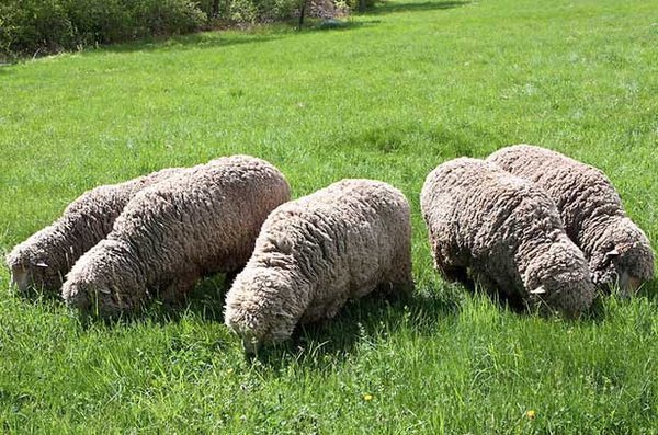 Відповідь спеціаліста про проблеми здоровя овець і ради з підбору флісовій породи