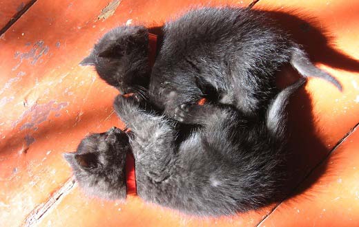 Як назвати чорного кошеня. Клички (імена) для чорного кота і кішки – Муркотэ про кішок і котів
