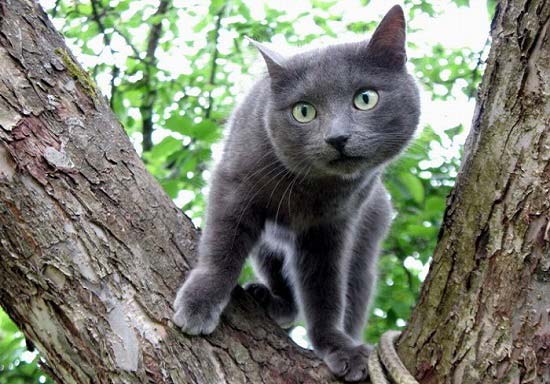Російська блакитна кішка: фото, ціна, опис породи, характер, відео, розплідники – Муркотэ про кішок і котів