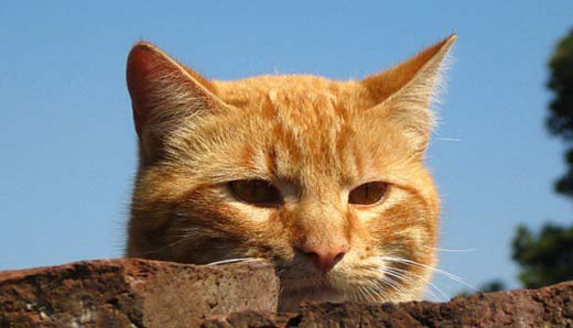 Чим годувати кастрованого кота. Правильний раціон харчування – Муркотэ про кішок і котів