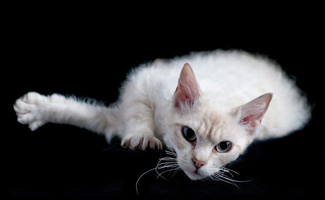 Лаперм: фото кішки, ціна, опис породи, характер, відео, розплідники – Муркотэ про кішок і котів