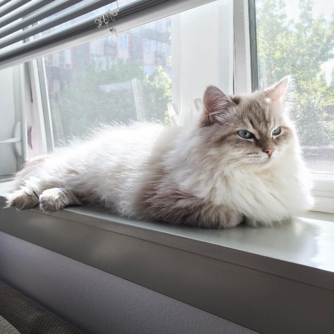 Сибірська кішка: 30+ фото, опис породи, характер, відео, ціна – Муркотэ про кішок і котів