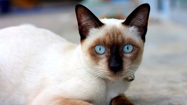 Сіамська кішка: фото, опис породи, ціна, характер, відео, розплідники – Муркотэ про кішок і котів