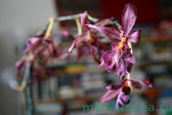 Обрізка орхідей після цвітіння: догляд, відео