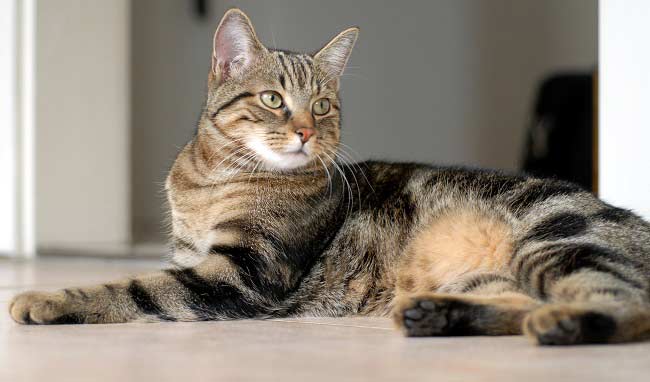 Європейська короткошерста кішка (кельтська): фото, ціна, опис породи, характер, відео – Муркотэ про кішок і котів