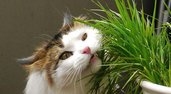 Трава для котів: яку люблять кішки, як садити, ціни – Муркотэ про кішок і котів