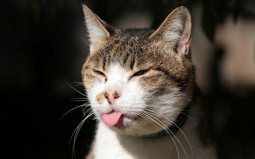 Токсоплазмоз у кішок: чим небезпечний, симптоми, лікування, профілактика – Муркотэ про кішок і котів