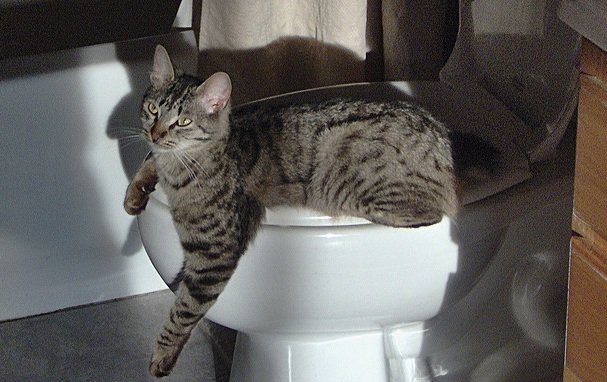 Вибираємо котячий туалет і аксесуари до нього – Муркотэ про кішок і котів