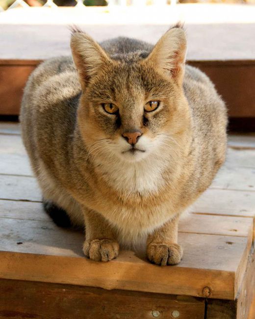 Очеретяний кіт (12 фото): чи можна тримати вдома, відео, опис – Муркотэ про кішок і котів