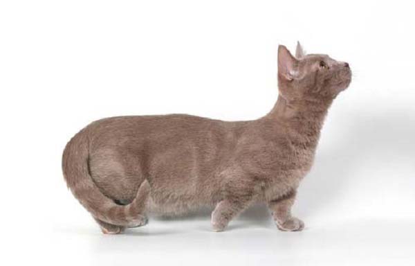 Манчкін коротколапая кішка: фото, ціна, опис породи, характер, відео, розплідники – Муркотэ про кішок і котів