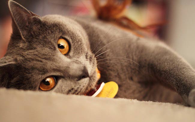 Шартрез: фото кішки, ціна, опис породи, характер, відео, розплідники – Муркотэ про кішок і котів