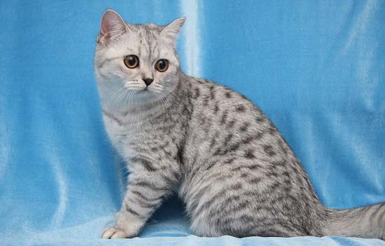 Порода кішки з реклами Віскас: фото, види. Ціна на кота в рекламі Whiskas – Муркотэ про кішок і котів