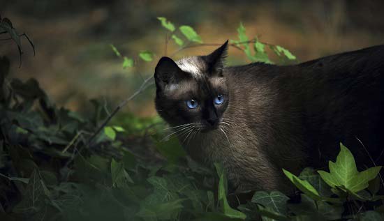 Найласкавіші породи кішок: 11 порід з фотографіями і назвами – Муркотэ про кішок і котів