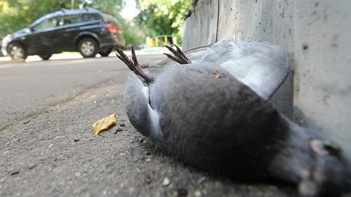 Сонник мертвий голуб уві сні до чого сниться мертвий голуб