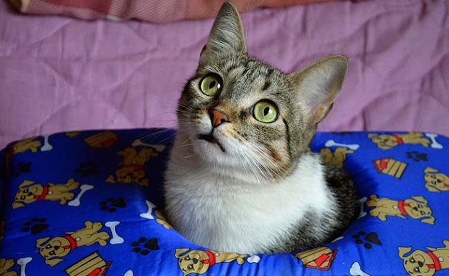 Бразильська короткошерста кішка: фото кішки, опис породи, характер, відео – Муркотэ про кішок і котів