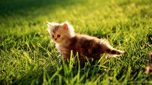 Гарні імена для кішок і котів. Найкрасивіше імя для кішки – Муркотэ про кішок і котів