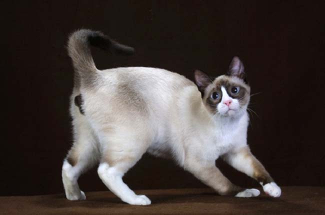 Сноу шу: фото кішки, ціна, опис породи, характер, відео, розплідники – Муркотэ про кішок і котів