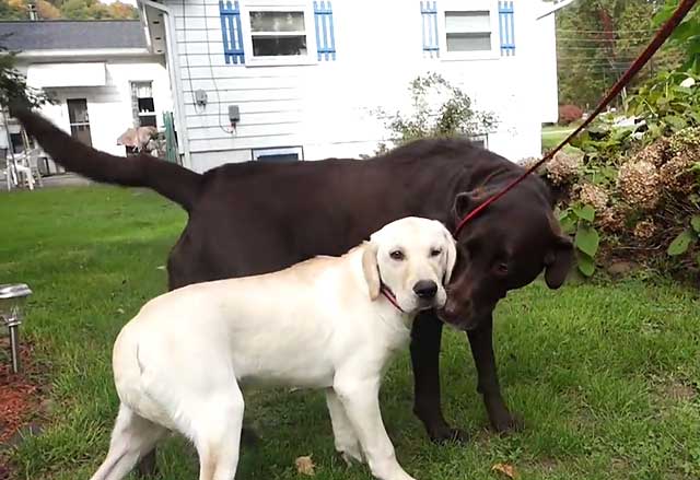 Чорний Лабрадор щеня, лабрадор ретривер чорний (фото і відео)
