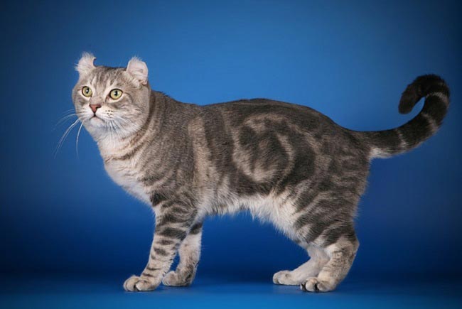 Американський керл: фото кішки, ціна, опис породи, характер, відео, розплідники – Муркотэ про кішок і котів