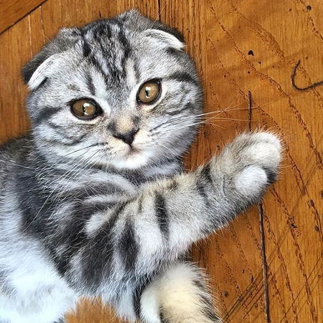 Шотландська висловуха кішка (Скоттиш фолд): фото, ціна, опис породи, характер, відео – Муркотэ про кішок і котів