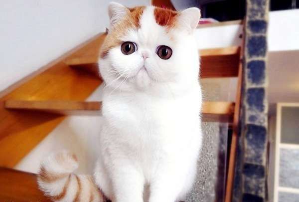 Кіт Снупі (24 фото) з Китаю: порода, ціни, відео – Муркотэ про кішок і котів
