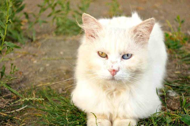 Турецький ван: фото кішки, ціна, опис породи, характер, відео, розплідники – Муркотэ про кішок і котів