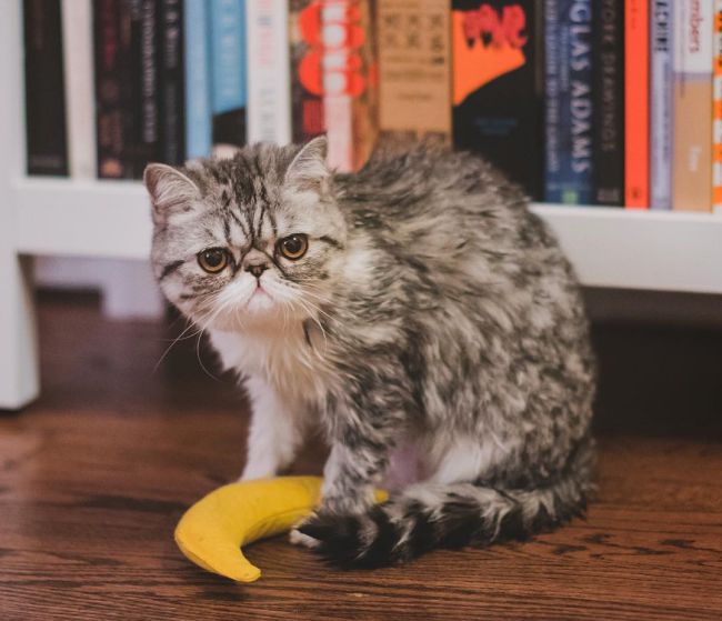 Шерсть у кішки: причини, лікування і профілактика – Муркотэ про кішок і котів