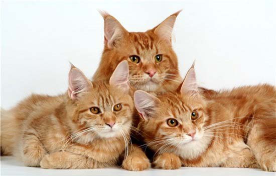 Найкрасивіші породи кішок. Рейтинг із 10 порід з фото – Муркотэ про кішок і котів