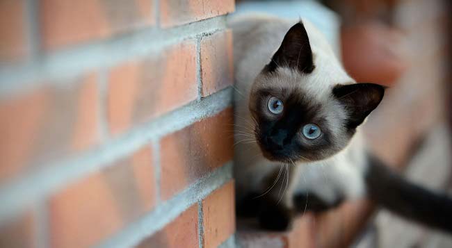 Сіамська кішка: фото, опис породи, ціна, характер, відео, розплідники – Муркотэ про кішок і котів