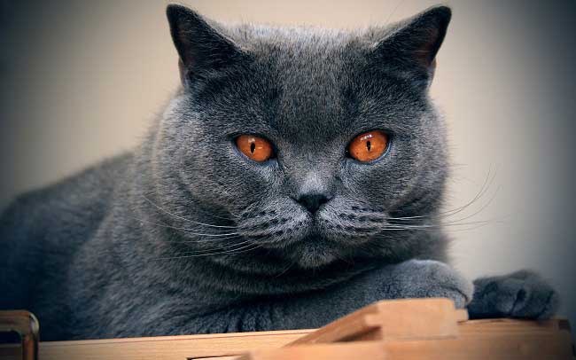 Шартрез: фото кішки, ціна, опис породи, характер, відео, розплідники – Муркотэ про кішок і котів