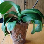 Бурштинова кислота для орхідей: для чого застосовувати