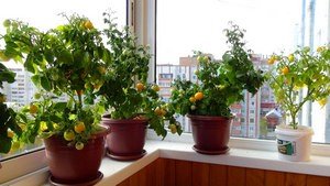 Як виростити помідори черрі на балконі?