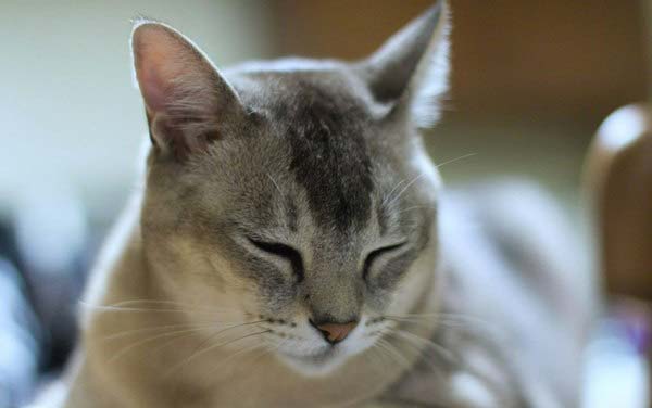 Бурмилла: фото, ціна, опис породи, характер, відео, розплідники – Муркотэ про кішок і котів
