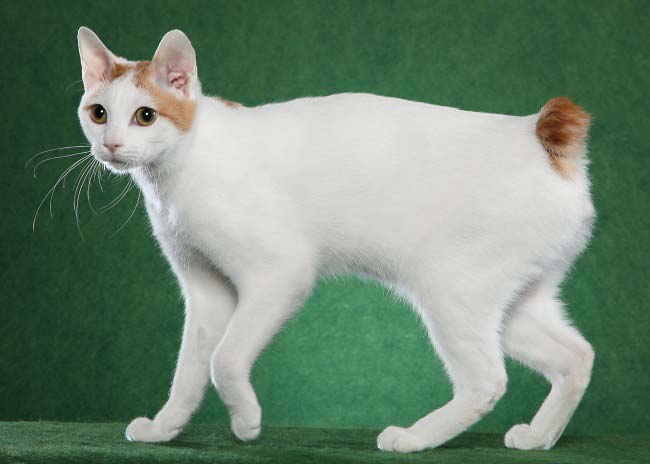 Менкс (Менська кішка): фото, ціна, опис породи, характер, відео – Муркотэ про кішок і котів