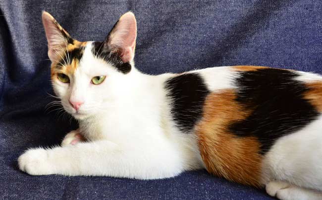 Анатолійська кішка: фото кішки, ціна, опис породи, характер, відео, розплідники – Муркотэ про кішок і котів
