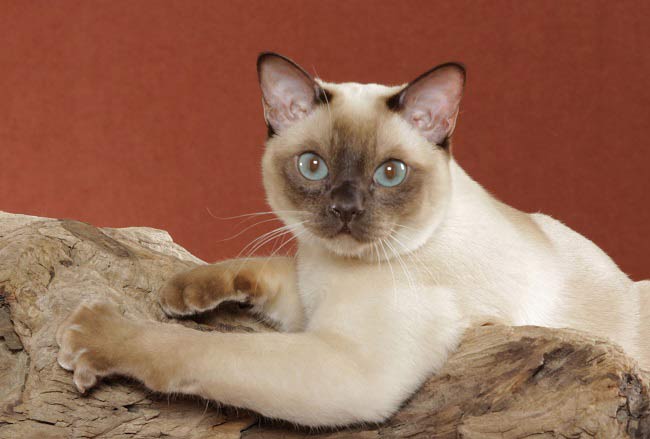 Тонкинська кішка (тонкинез): фото, ціна, опис породи, характер, відео, розплідники – Муркотэ про кішок і котів
