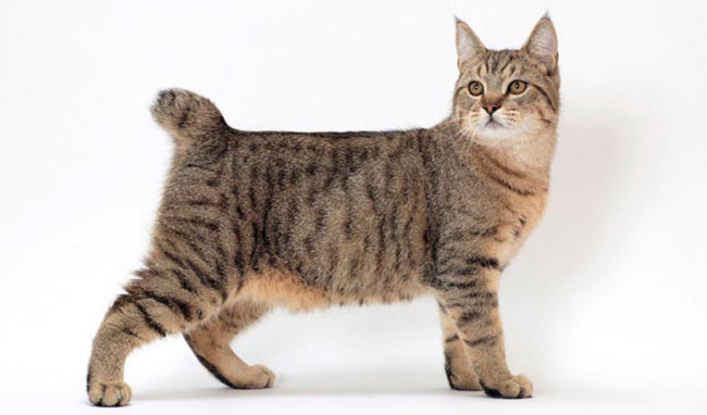 Пиксибоб: фото, ціна, опис породи, характер, відео, розплідники – Муркотэ про кішок і котів