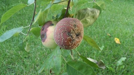 Плодова гниль яблуні: заходи боротьби