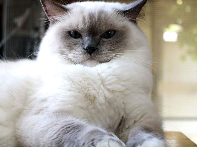Регдолл: фото кішки, ціна, опис породи, характер, відео, розплідники
