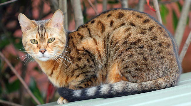 Оцикет: фото кішки, ціна, опис породи, характер, відео, розплідники – Муркотэ про кішок і котів