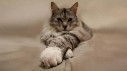 Скільки живуть кішки. Тривалість життя кішок – Муркотэ про кішок і котів