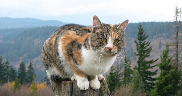 Як назвати трикольорового кошеня. Клички (імена) для трибарвних кішок – Муркотэ про кішок і котів