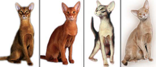 Абіссінська кішка: фото, опис породи, характер, відео, ціна – Муркотэ про кішок і котів