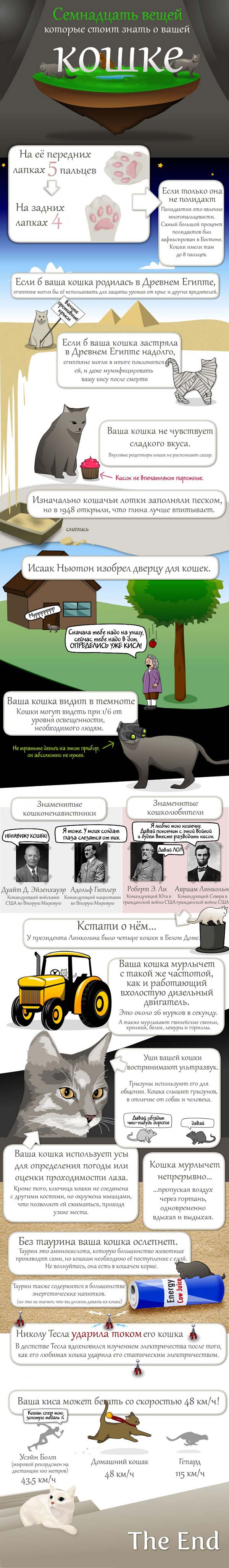17 фактів які потрібно знати про кішок | Цікаві факти про котів у фото – Муркотэ про кішок і котів