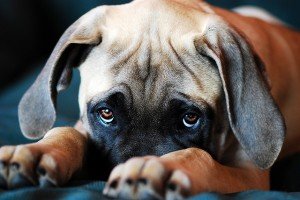 У собаки гнояться очі: чому, чим лікувати, симптоми, профілактичні