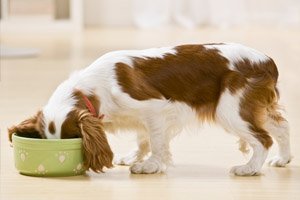 Чим годувати собаку в домашніх умовах: дворняга, список, дрібних, спеку