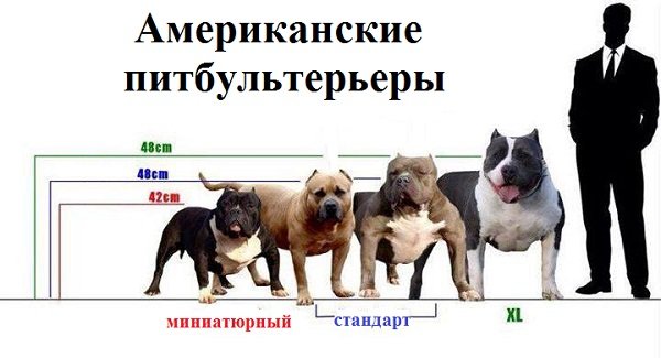 Американський пітбультерєр: фото, собака, виглядає, відрізняється, поведінка